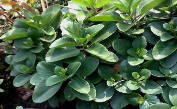 Xử lý bỏng nhẹ tại nhà